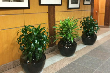 An image of planters in a corporate lobby