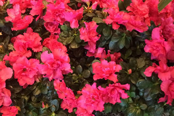 An image of azaleas