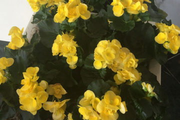 An image of yellow begonias