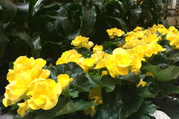 An image of yellow begonias