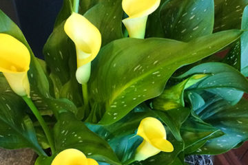 An image of calla lilies