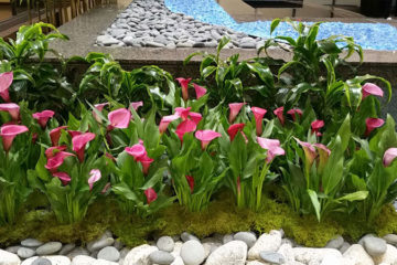 An image of calla lilies