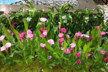 An image of calla lilies