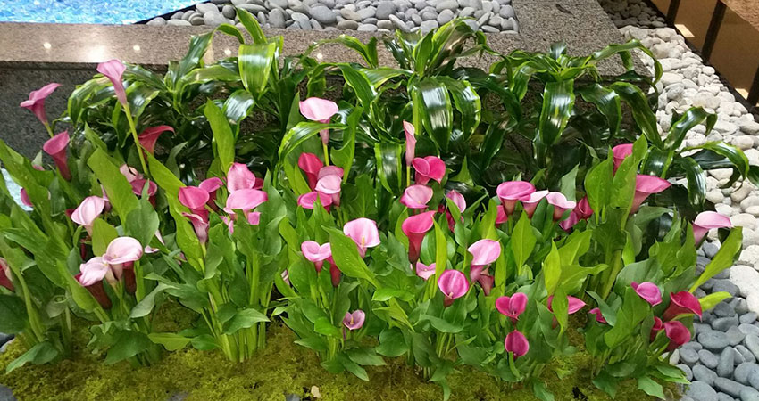 An image of calla lilies