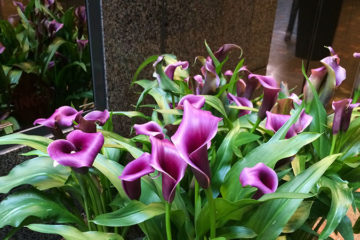 An image of calla lilies