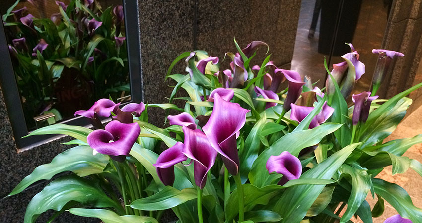 An image of calla lilies