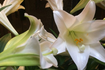 An image of Easter Lilies