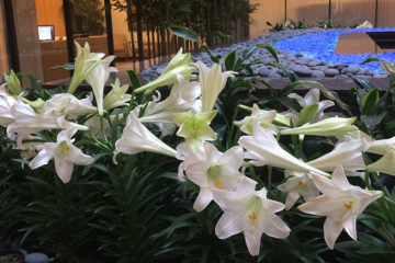 An image of Easter Lilies