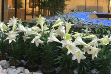 An image of Easter Lilies