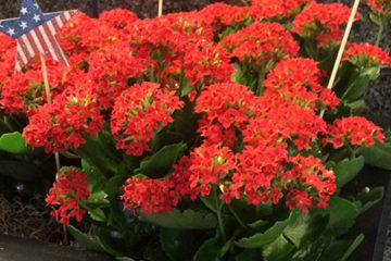 An image of Fourth-of-July-inspired blooming flowers