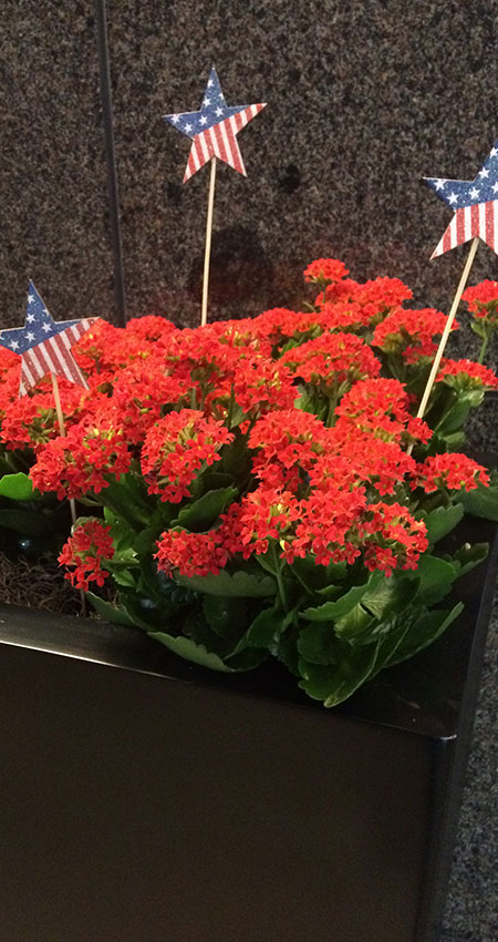 An image of Fourth-of-July-inspired blooming flowers