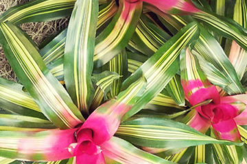 An image of Neoregelia