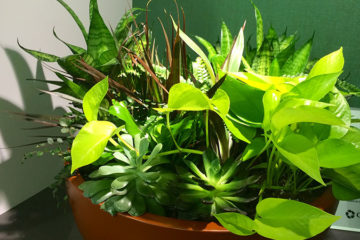 An image of a planter in a corporate office