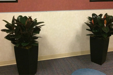 An image of planters in a corporate office