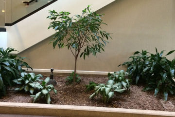 An image of a flower bed in a corporate lobby that was custom designed