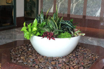 An image of a flower bed in a corporate lobby that was custom designed