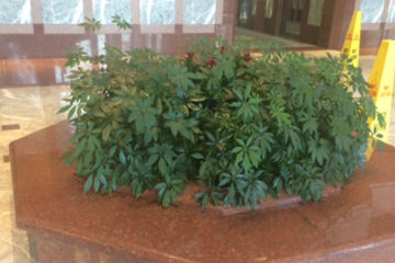 An image of a flower bed in a corporate lobby that was custom designed