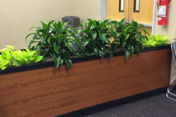 An image of a large planter built into a partial-height wall in a corporate office