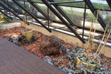 An image of a flower bed in a corporate atrium that was custom designed