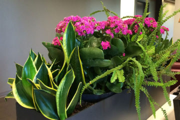 An image of planters in a corporate office