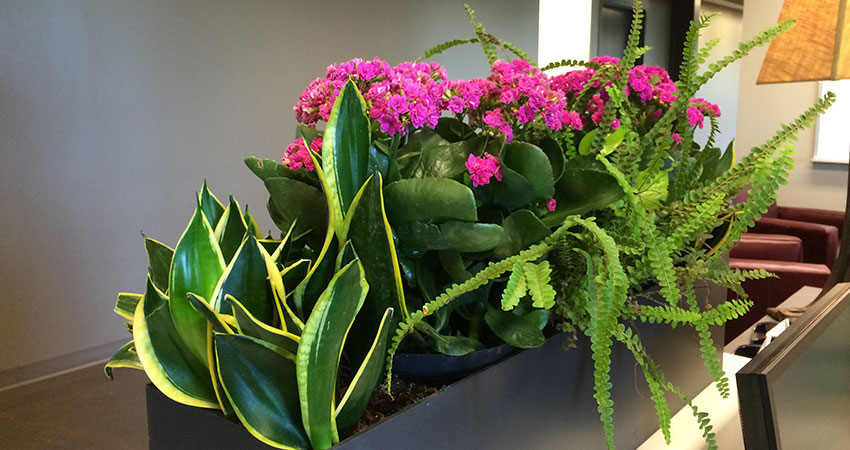 An image of planters in a corporate office