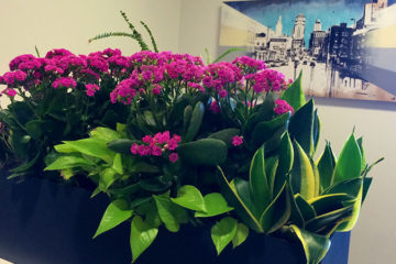 An image of planters in a corporate office