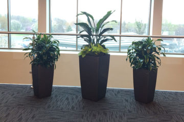 An image of planters in a corporate office
