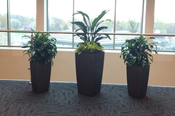 An image of planters in a corporate office