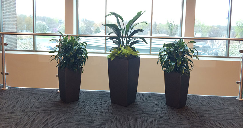 An image of planters in a corporate office