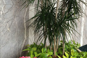 An image of planters in a corporate lobby