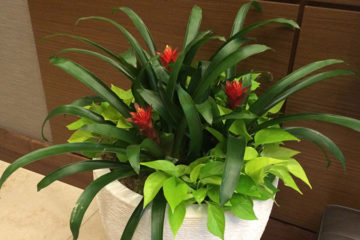 An image of planters in a residential lobby