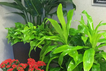 An image of planters in a corporate lobby