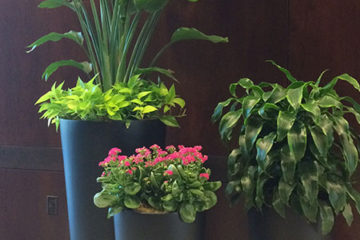 An image of planters in a corporate lobby