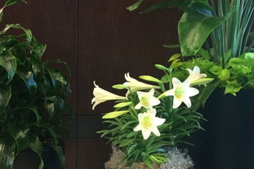 An image of planters in a corporate lobby