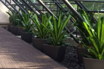 An image of planters in a corporate lobby